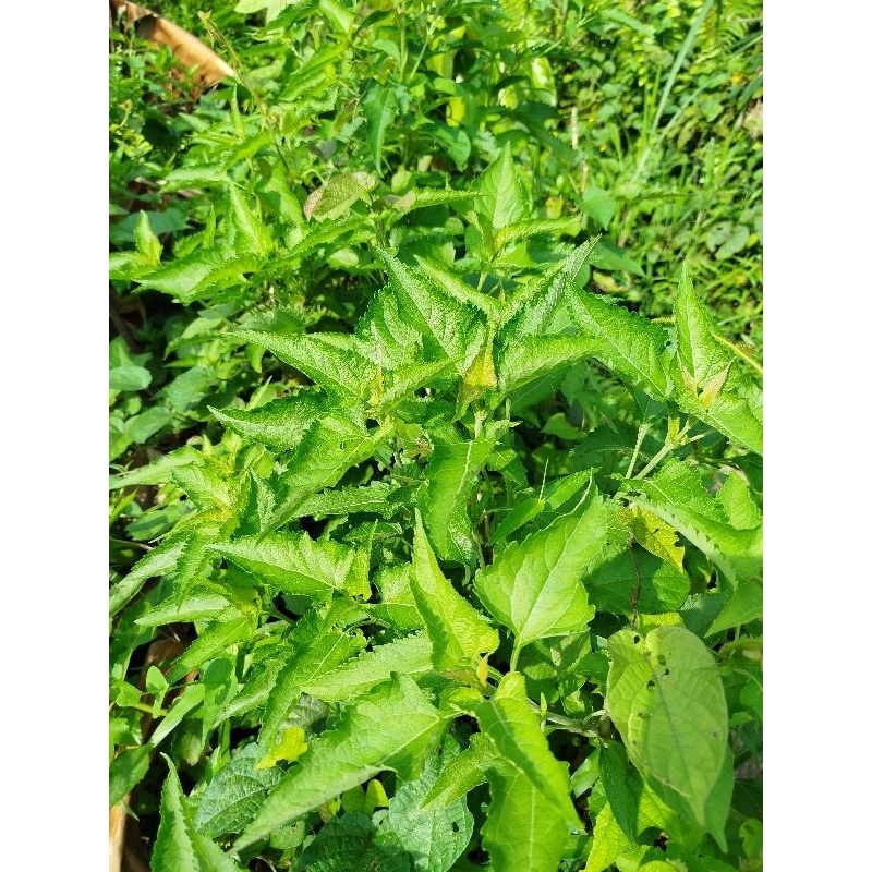 

Daun balakacida kirinyuh segar obat herbal 500gram