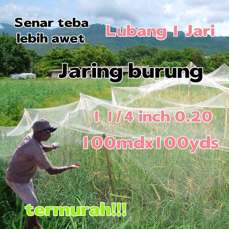 Jaring burung sawah lubang 1 jari jaring burung emprit jaring burung pipit jaring padi jaring burug
