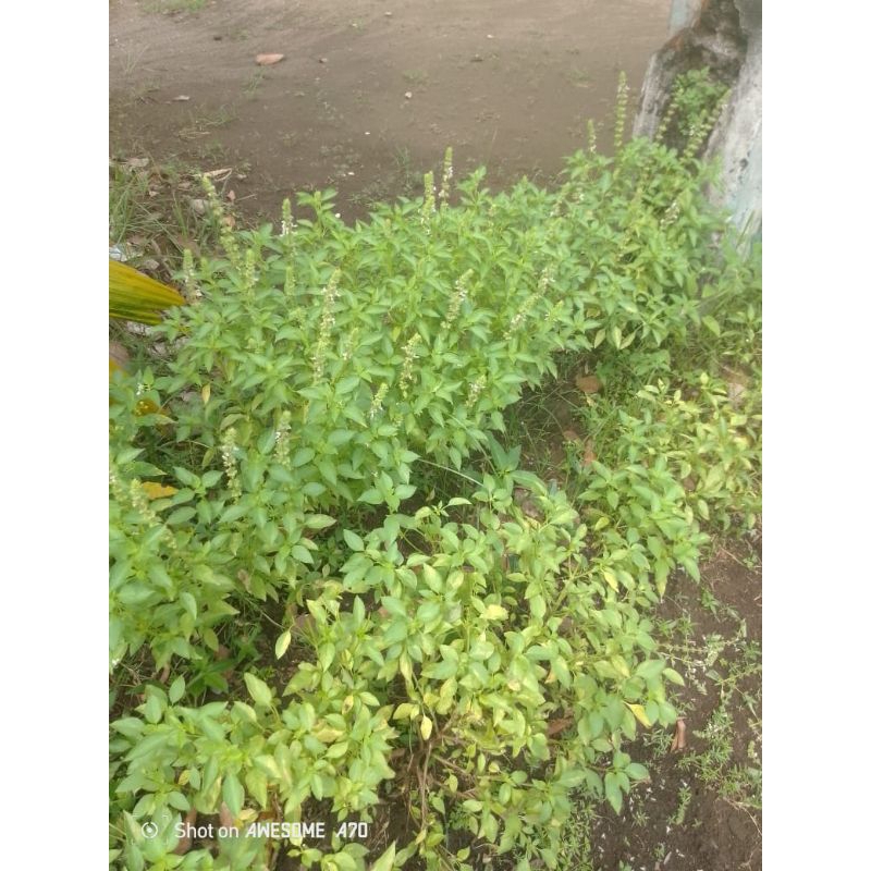 

daun kemangi segar 100g