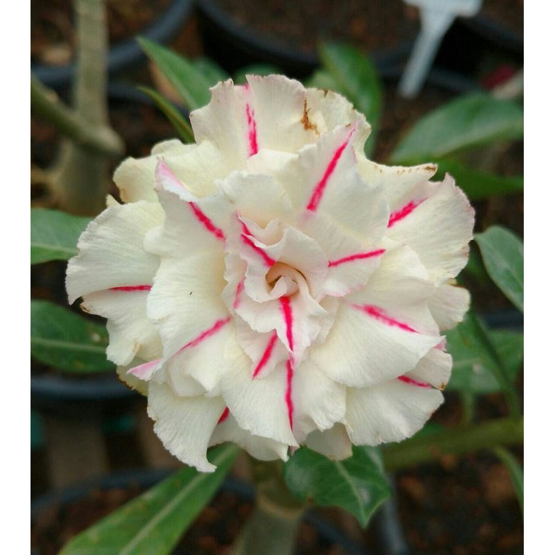 BISA COD Bibit Bunga Adenium Tumpuk Id Mozarela White | Bonsai Mini Adenium | Kamboja Jepang Adenium