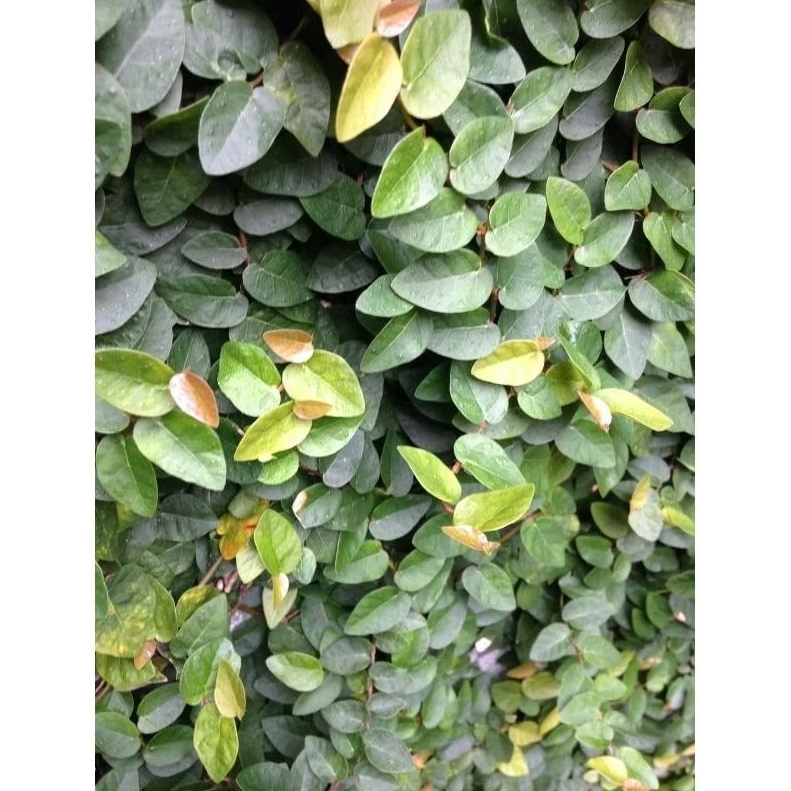 ID TANAMAN DOLLAR RAMBAT KECIL (DOLAR RAMBAT TEMBOK) BERAKAR LEBAT / FICUS REPENS , FICUS PUMILA