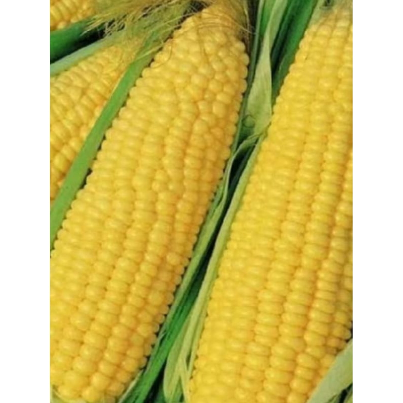 

jagung manis harga perbuah