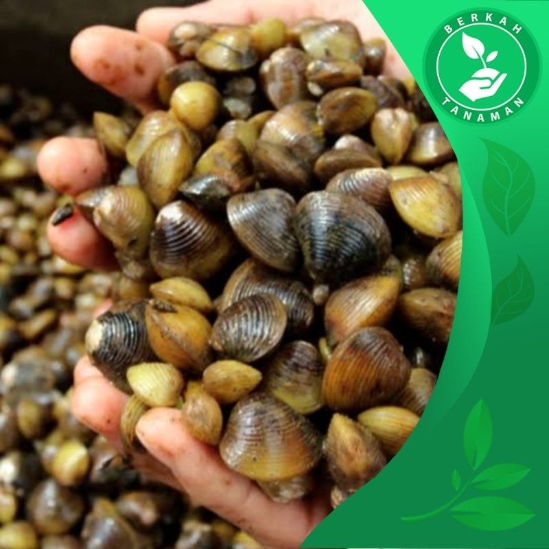 

TERLARIS Kerang Air Tawar / Kerang Remis / Cece 1kg