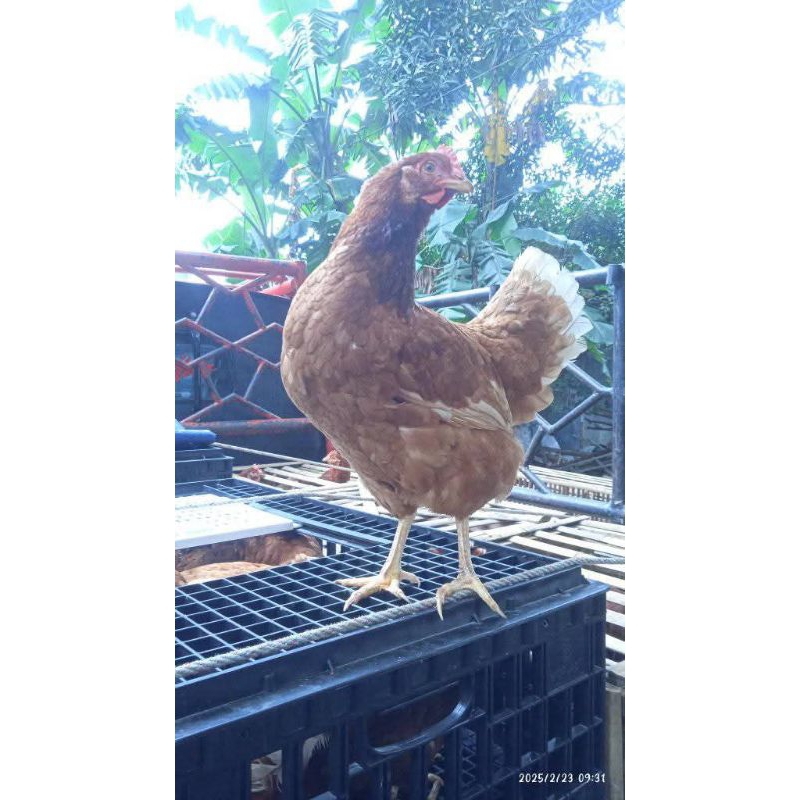 

Ayam petelur merah Lohman