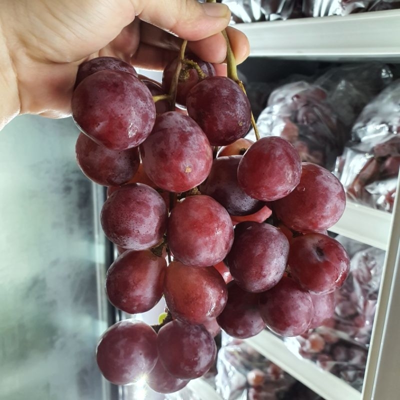 

Red Glob Ausie ada Biji 500g