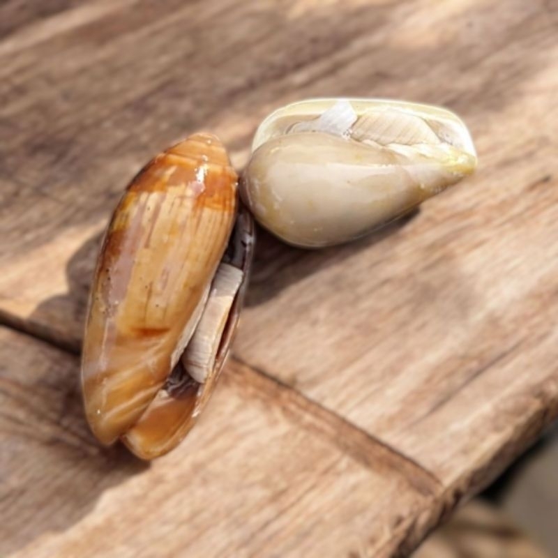 Kerang Hias Berbagai Jenis , Cangkang Kerang & Keong Laut Asli – Cocok untuk Dekorasi, Hiasan Aquari