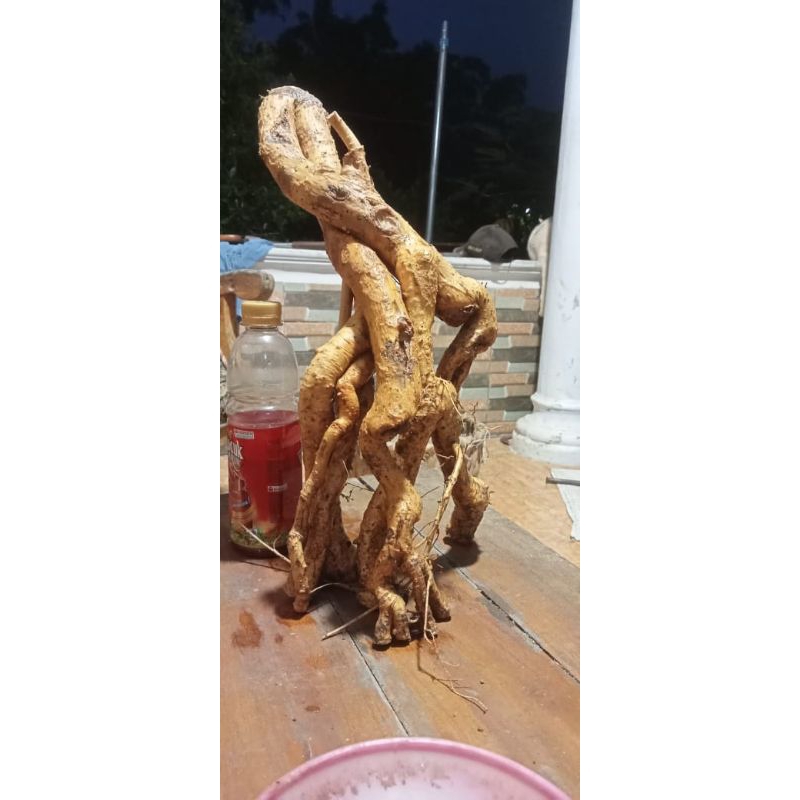 Bonsai Serut Dongkelan Akar Terbalik