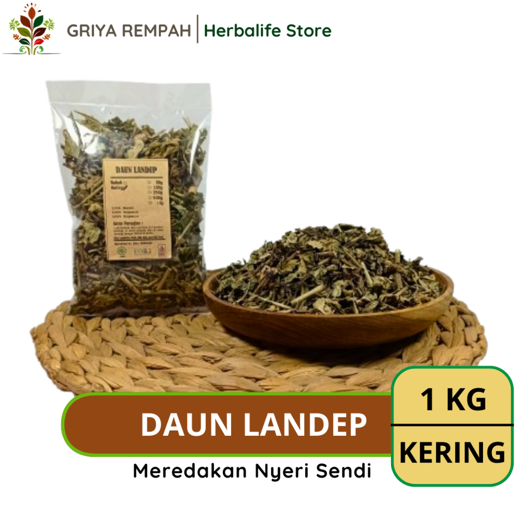 

DAUN LANDEP KERING 1 KG Landhep Rempah Herbal Simplisia Alami untuk Kesehatan & Ramuan Kering Jamu Tradisional Barleria prionitis L Madu Jarong