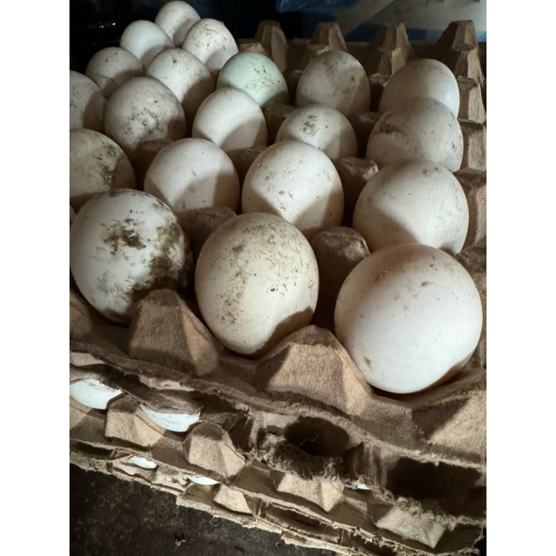 

(Last PO 8 Maret 2025) PO Telur Bebek Asli Original dari Medan - 1 Papan - 30 Butir - Telur Bebek Kulit Putih - Telur Bebek Pelihara Sendiri