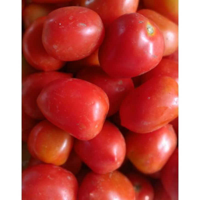

tomat merah segar