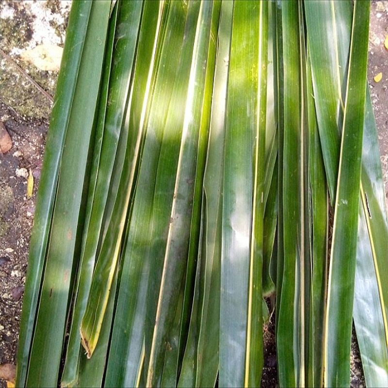 

50 pcs daun kelapa tua