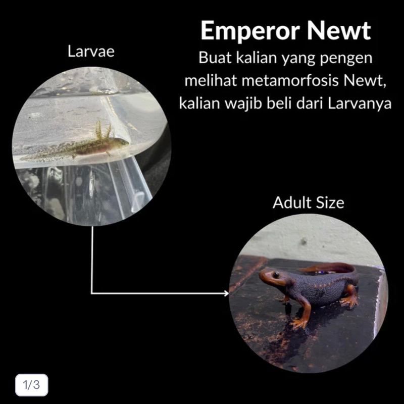 Himalayan Newt - Remaja dan Larva Newt Bukan Salamander