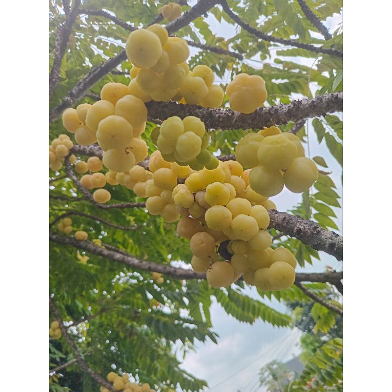 

buah cermai fresh