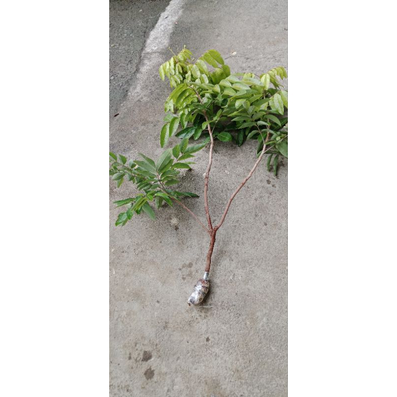 fresh cangkok kelengkeng matalada berbunga