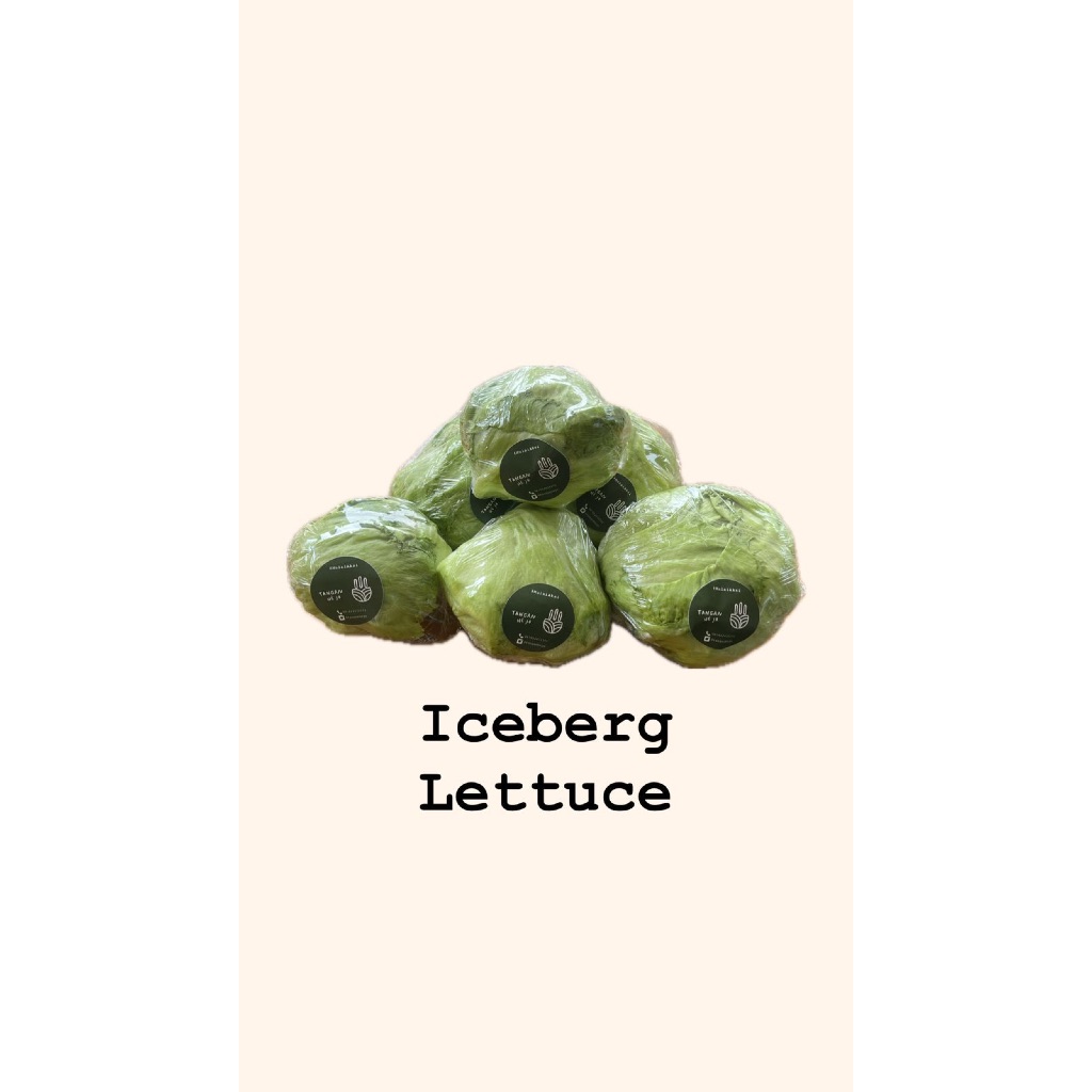 

Lettuce Head Hijau 500G/ Promo Sayur Selada Bandung | Sayuran Tangan Hejo