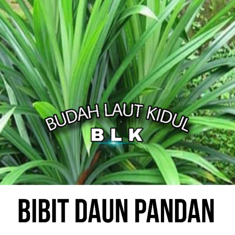 

Bibit daun pandan | Bibit daun pandan berkualitas | per pohon