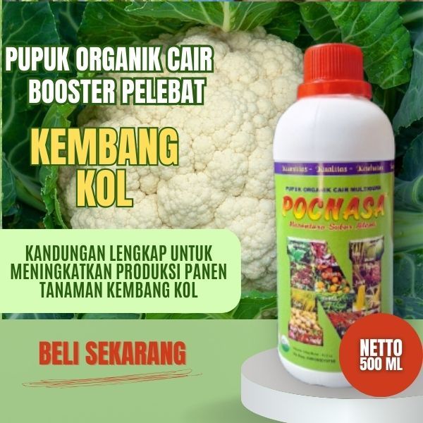 Pupuk Kembang Kol / Pupuk Kembang Kol Bibit / Pupuk Kembang Kol Larissa / Pupuk Kembang Kol Frozen