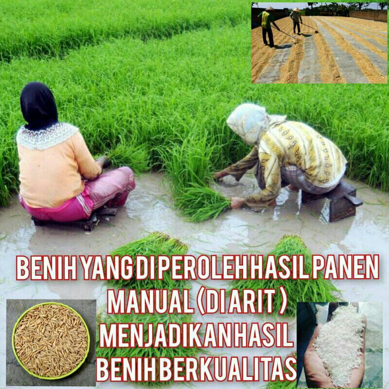 Raflezia  1Kg Benih Padi Ciherang Super