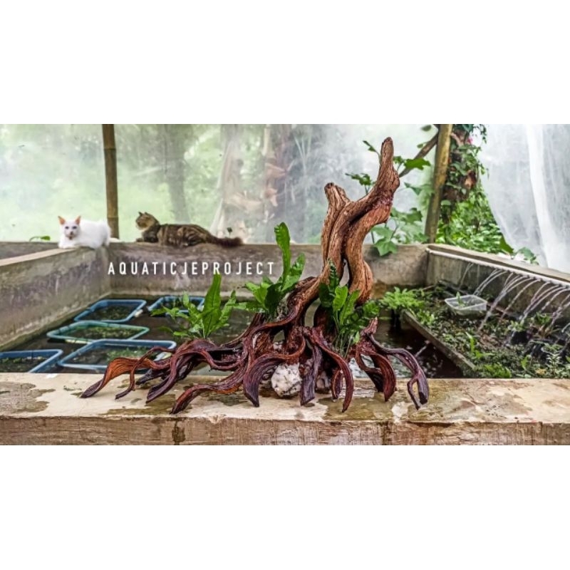 Hardscape aquascape aquarium natural akar trinil murah
