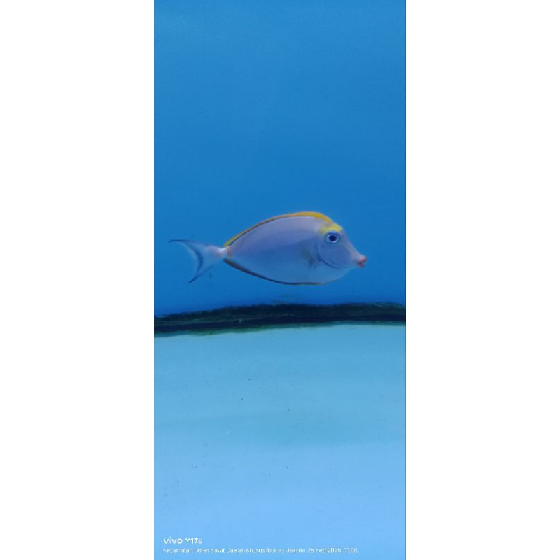 Ikan Hias Air Laut Botana Naso Padang