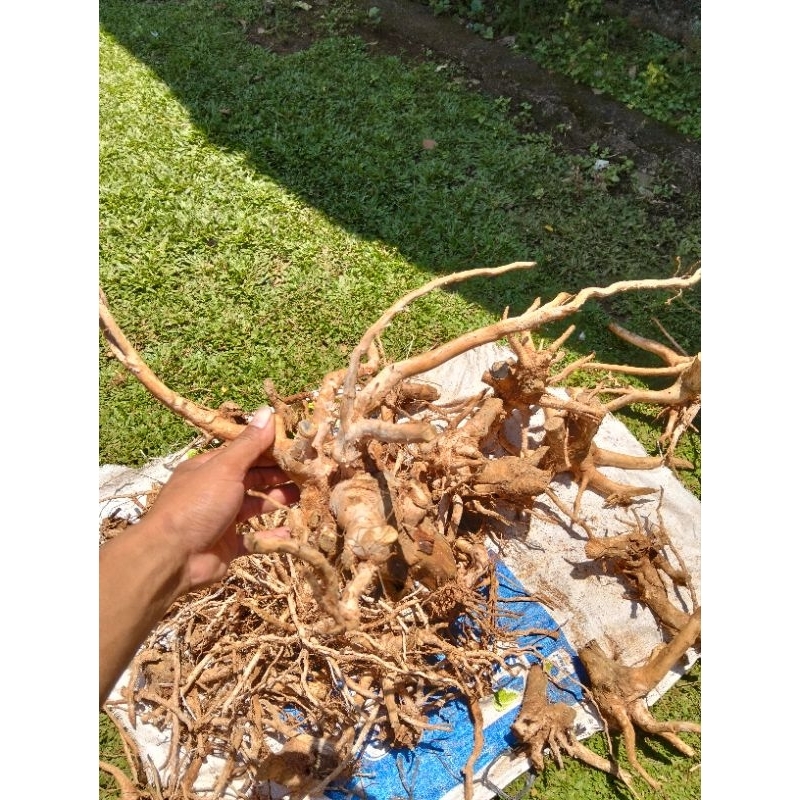 Aquascape Akar Senggani bonggol besar