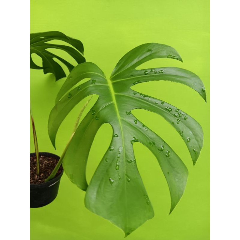 Monstera Brazilian