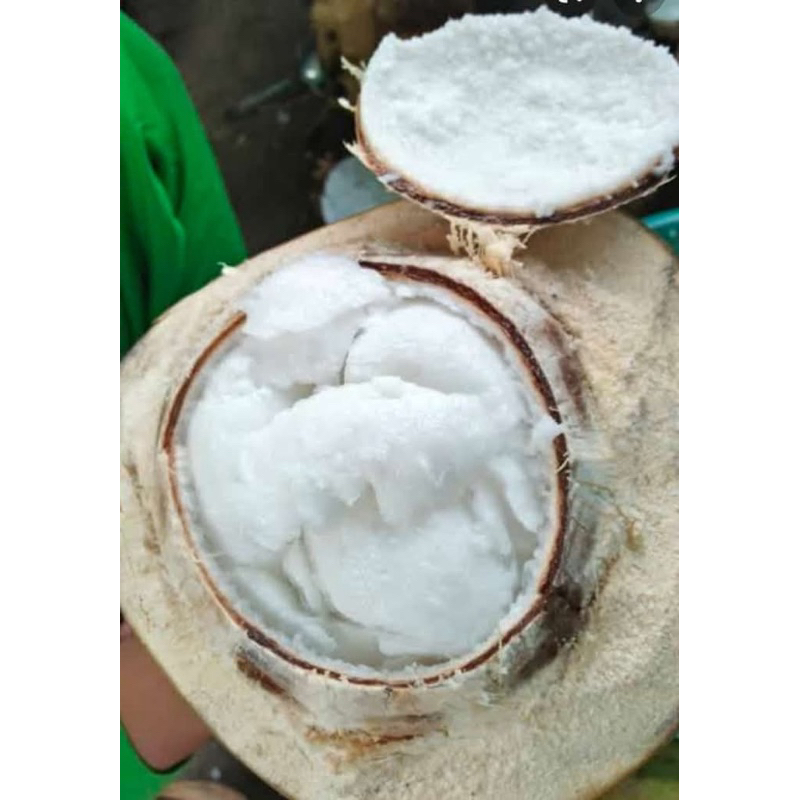 

kelapa kopyor ukuran sedang gurih enak daging tebal