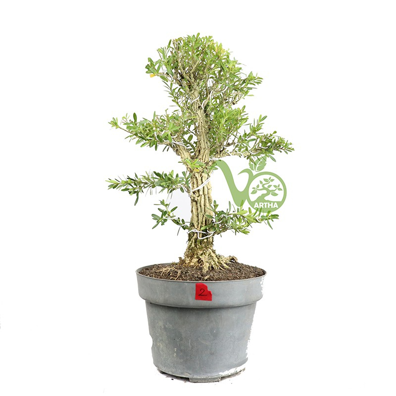 Bonsai Buxus - Mame 02