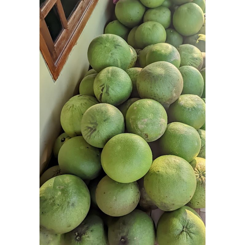 

pamelo madu tanpa biji Pati ukuran 09-1 kg