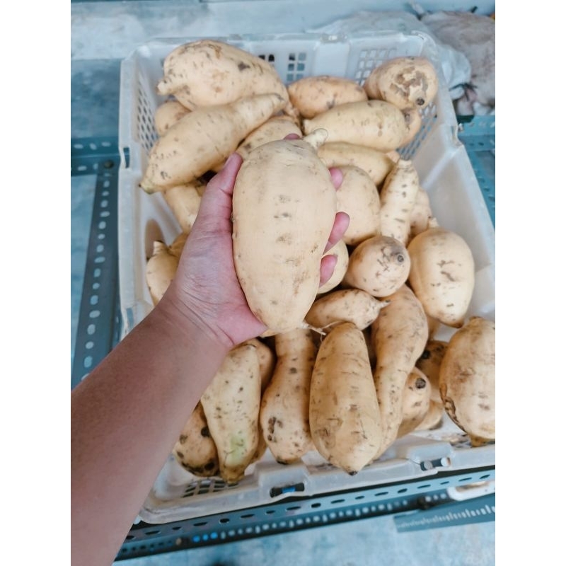 

Ubi Madu Cilembu