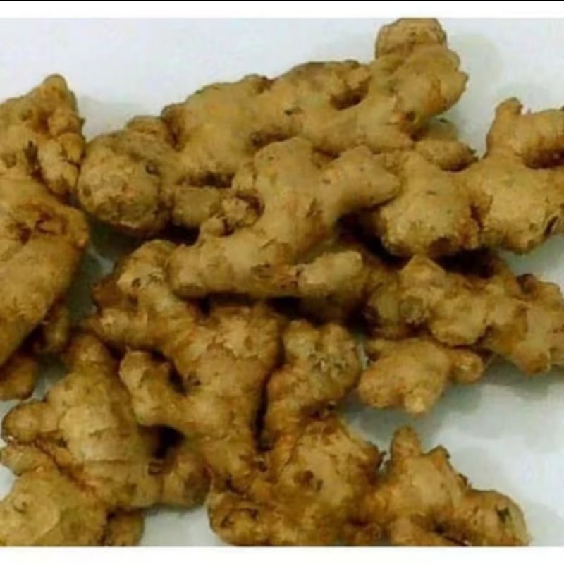 

jahe gajah segar perkilo