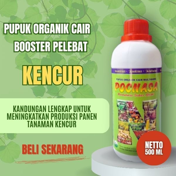 Pupuk kencur / Pupuk Kencur Cair / Pupuk / Pupuk Tanaman Kencur / Pupuk Pelebat Kencur / Organik