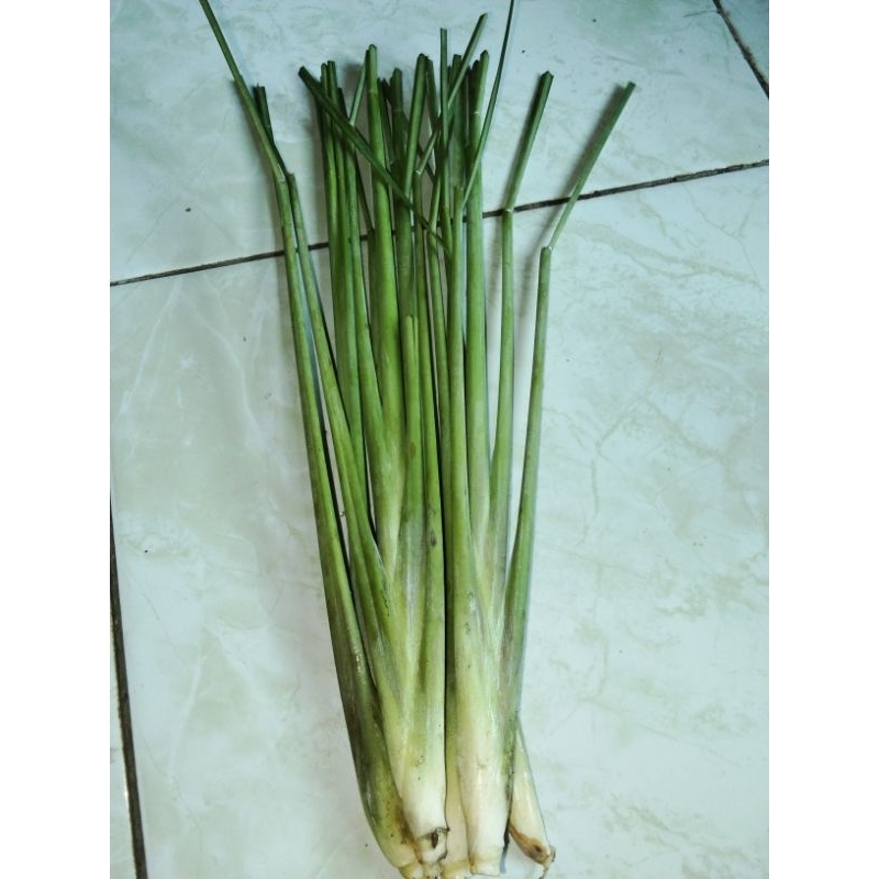 

sereh/serei putih bumbu dapur 500gr