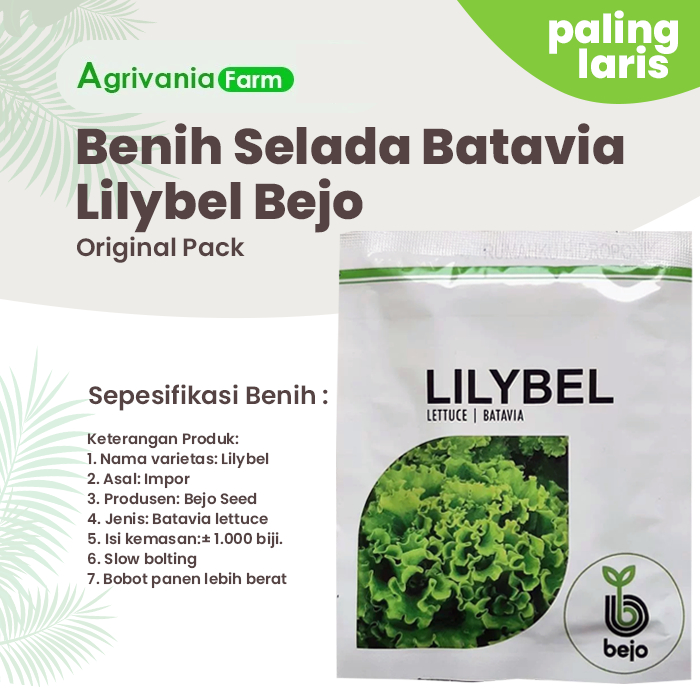 Benih Bibit Selada Batavia Lilybel 1000 Bejo Seed Pills Selada Hijau Keriting