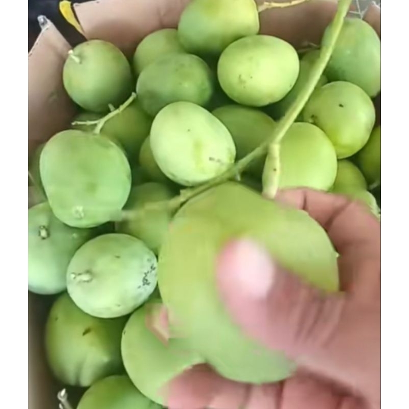 

MANGGA MUDA MINI 1kg segar dan fress baru petik dari pohon cocok buat pecinta rujak dan petis