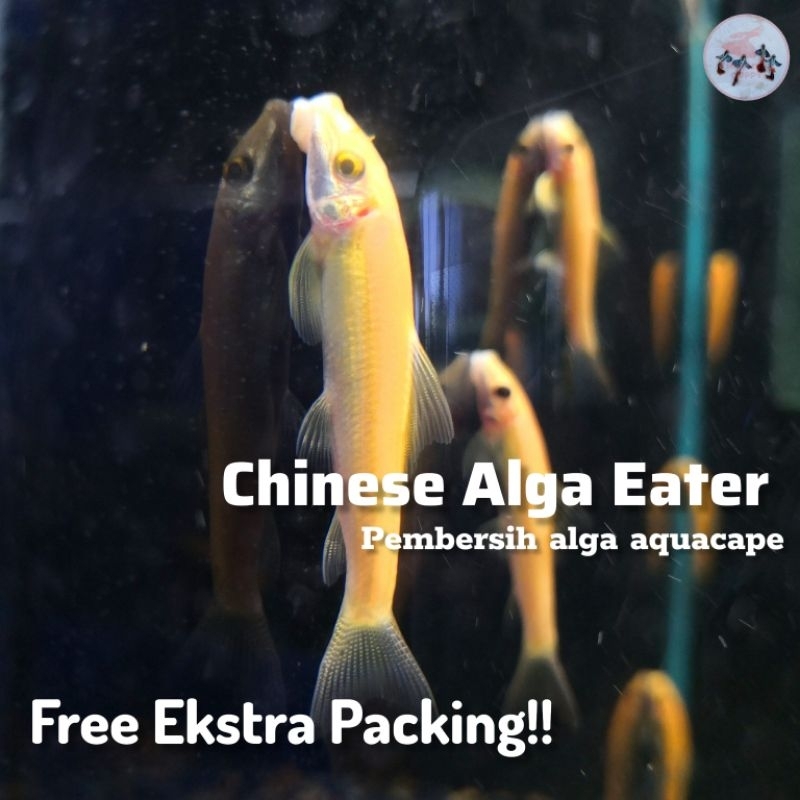 Pembersih alga lumut kolam dan aquarium Cae algaeter Golden algae eater Chinese algae eater