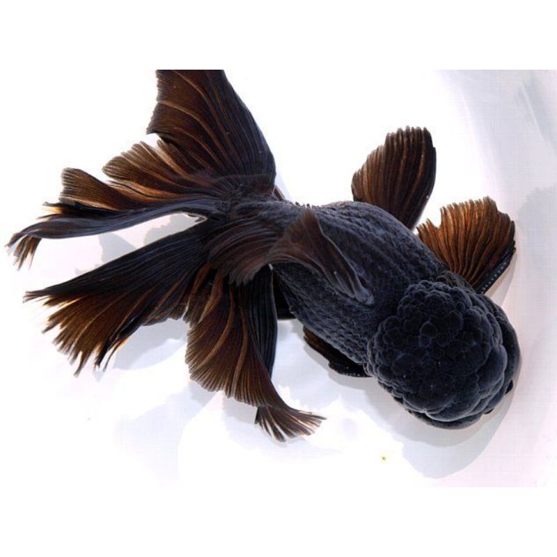 Koki Oranda hitam isi 5 hiasan aquarium
