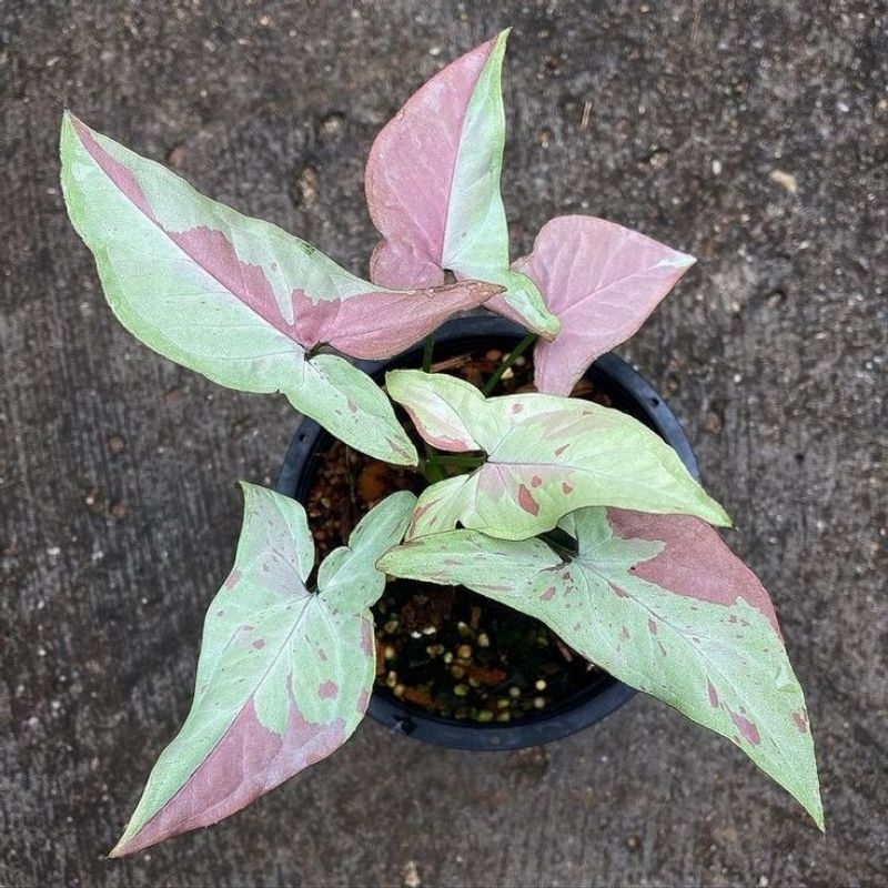 syngonium pink salmon
