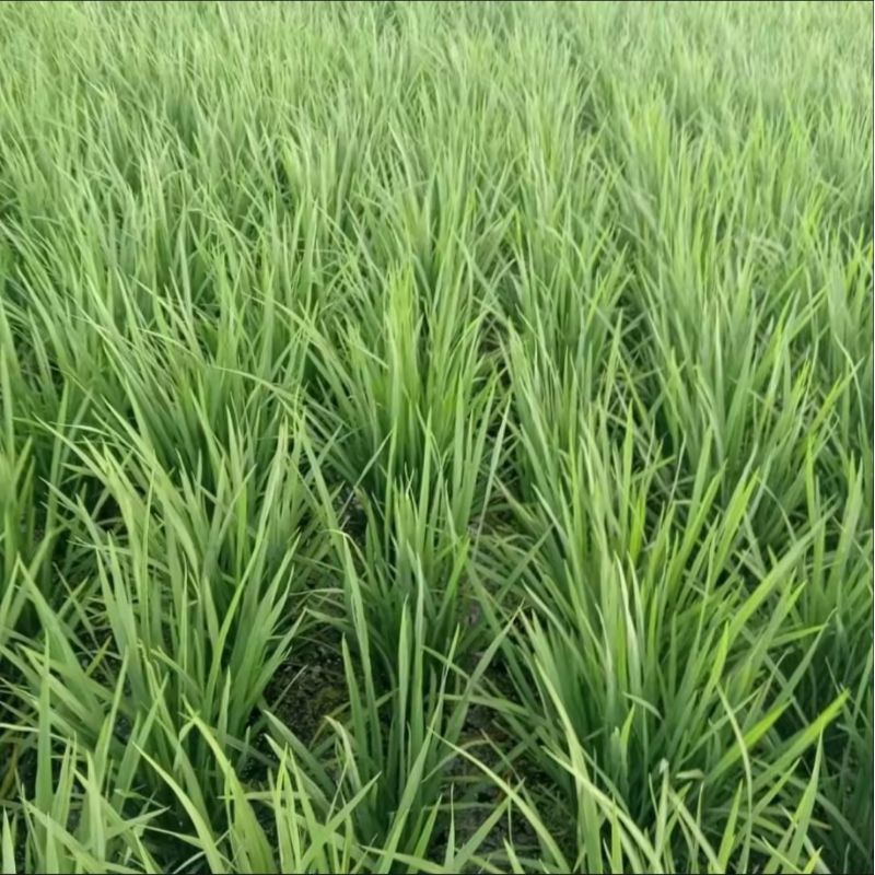 bibit padi sertani 14 terbaru 5kg berkualitas unggul