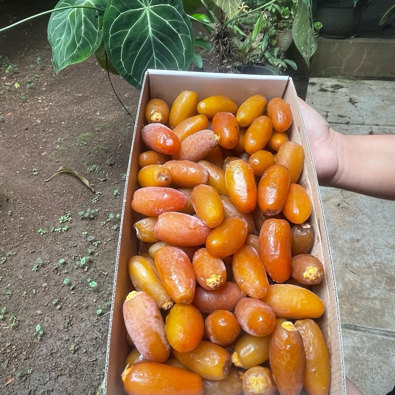 

Kurma Ruthob Libya 1kg Fresh