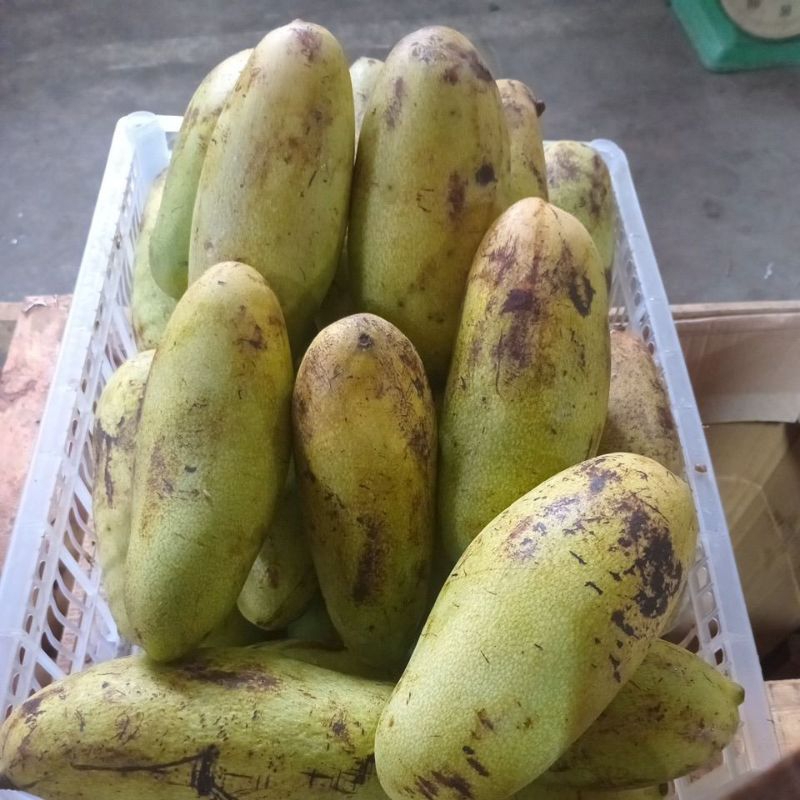 

Mangga Golek 500g
