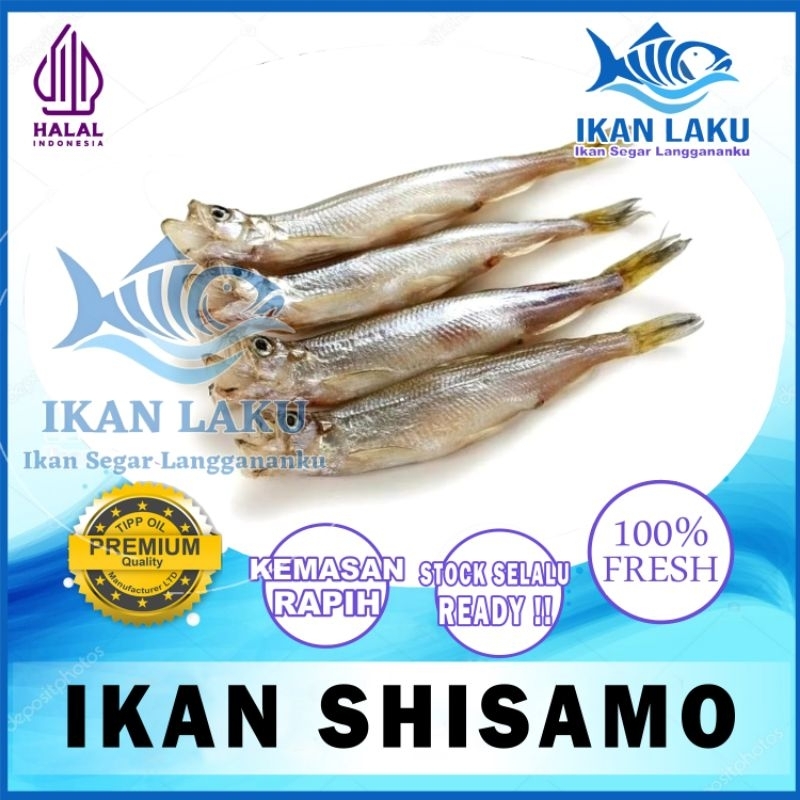 

IKAN SHISAMO | CAPELIN GRADE A FULL TELUR PREMIUM TERMURAH IKAN LAKU IKAN SEGAR IKAN BEKU