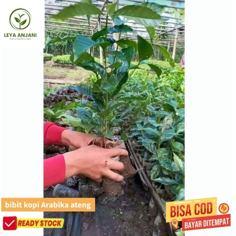 50 paket bibit kopi Arabika Ateng Unggul