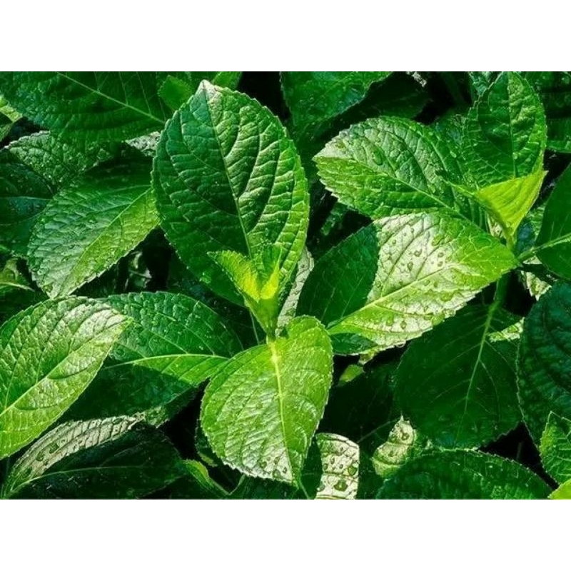 

daun keji beling 100 lmbr
