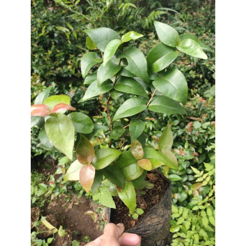 Bibit pohon dewandaru pohon dewandaru herbal