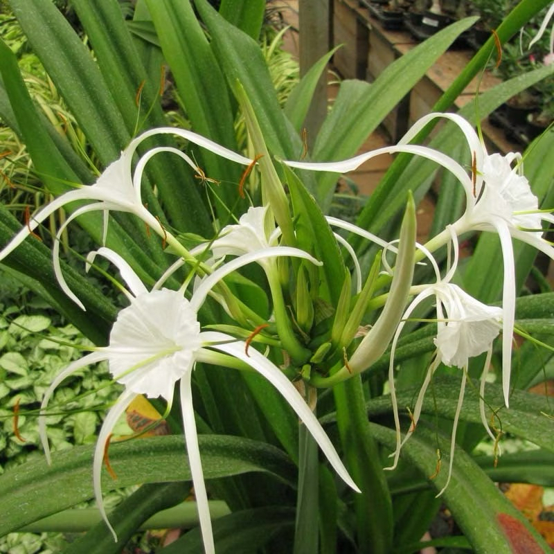 Tanaman bunga lily / spider lily