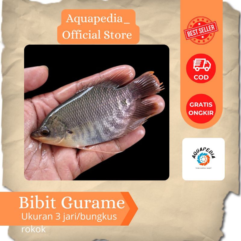 Bibit Ikan Gurame - Gurame ukuran 3 jari - Gurame Hitam - Bibit Ikan