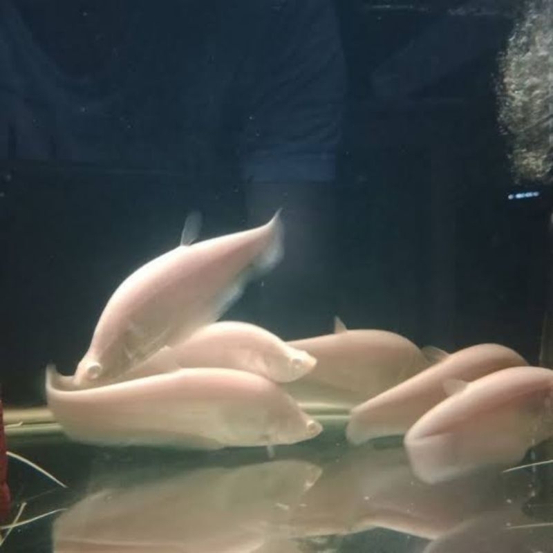 Ikan Hias Belida Albino Size 7-8 Cm