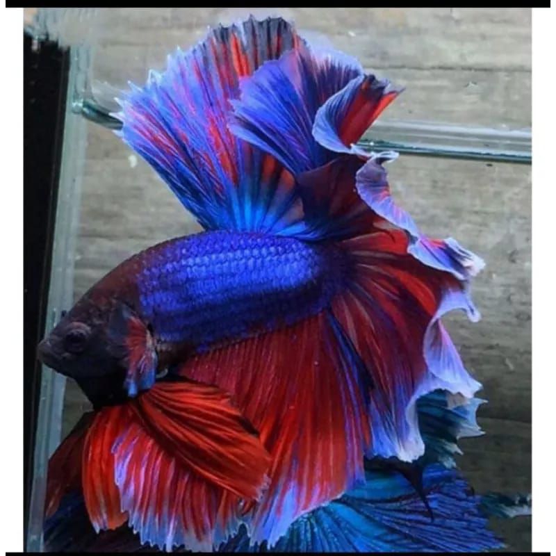 cupang halfmoon slayer pair siap breed