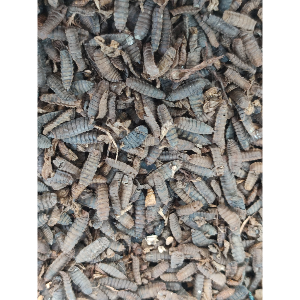 MR MAGGOT - Cangkang Pupa Lalat Bsf